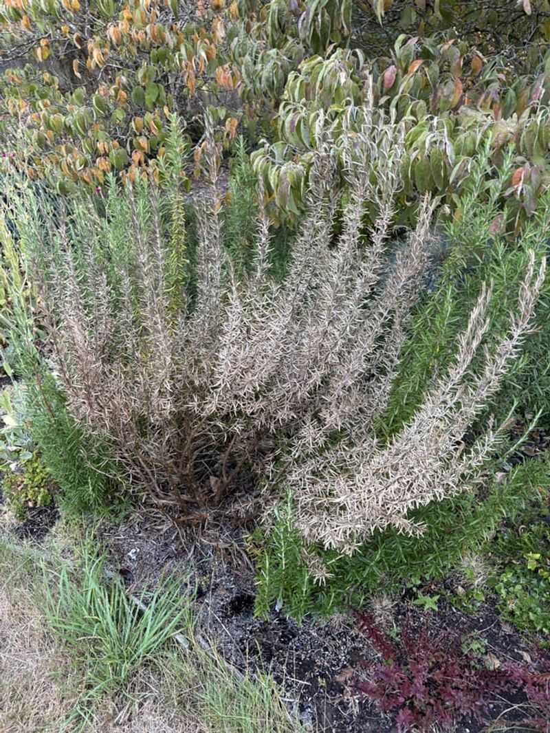 Overhead Sprinklers Can Keep The Plant Too Damp