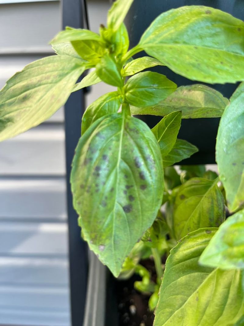 Overhead Watering Makes The Risk Worse Overhead Watering Makes The Risk Worse