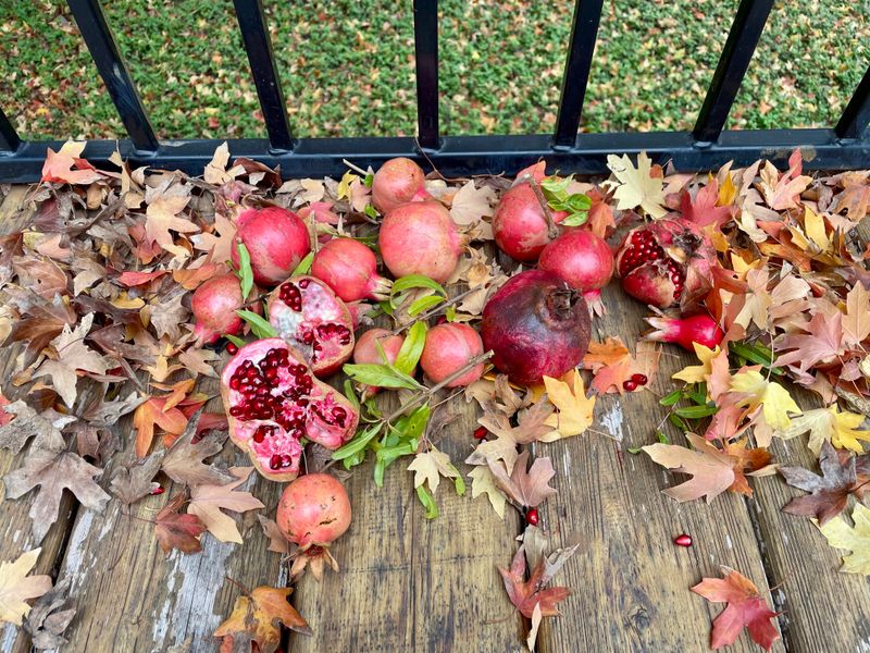 Overloaded Branches May Shed Extra Fruit Overloaded Branches May Shed Extra Fruit