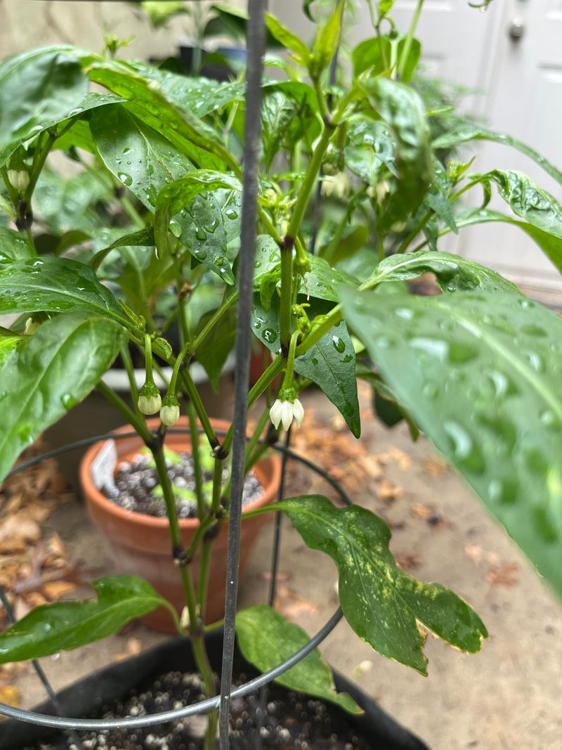 Overloaded Plants Drop Flowers To Manage Their Own Load Overloaded Plants Drop Flowers To Manage Their Own Load