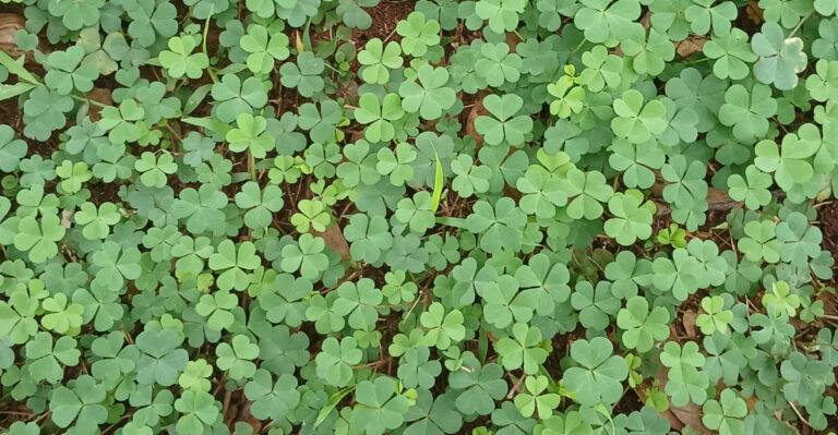 Overlooked Native Oregon Groundcovers That Replace Grass And Survive Winter