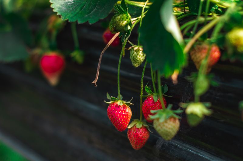 Overlooking Common Pests And Diseases Overlooking Common Pests And Diseases