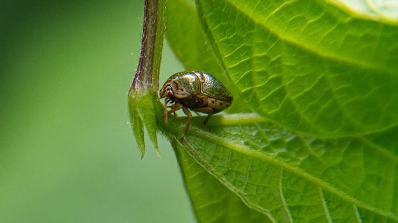 Overlooking Sunny Walls Where Kudzu Bugs Gather
