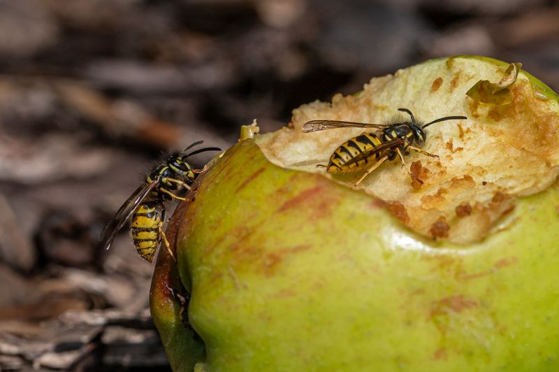Overripe Fruit May Be Drawing Them In