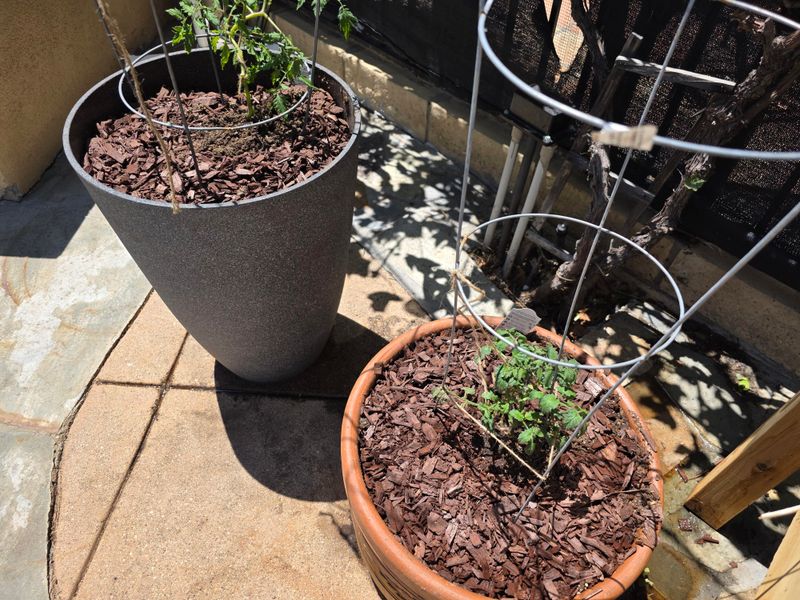 Oversized Containers Stay Wet Longer After Watering