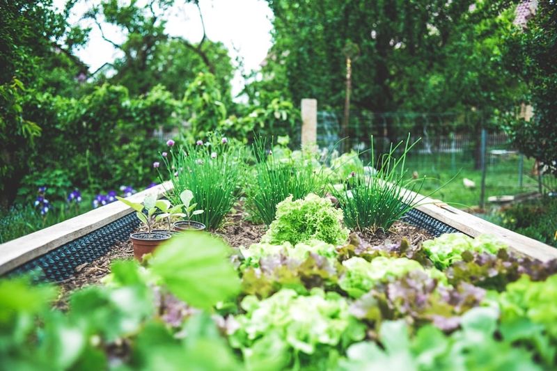 Overusing Nitrogen Fertilizer