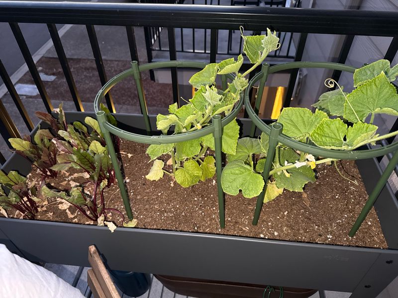 Overwatering After Heavy Rain And Inviting Disease Problems