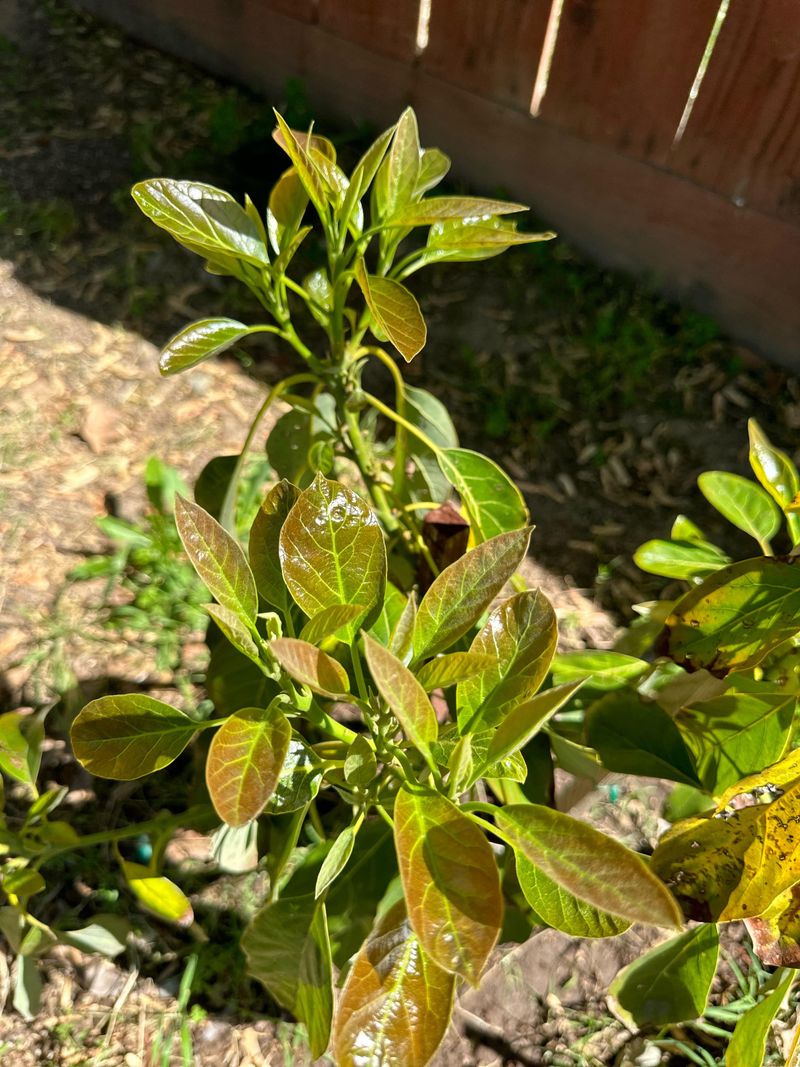 Overwatering After Leaf Drop Can Backfire