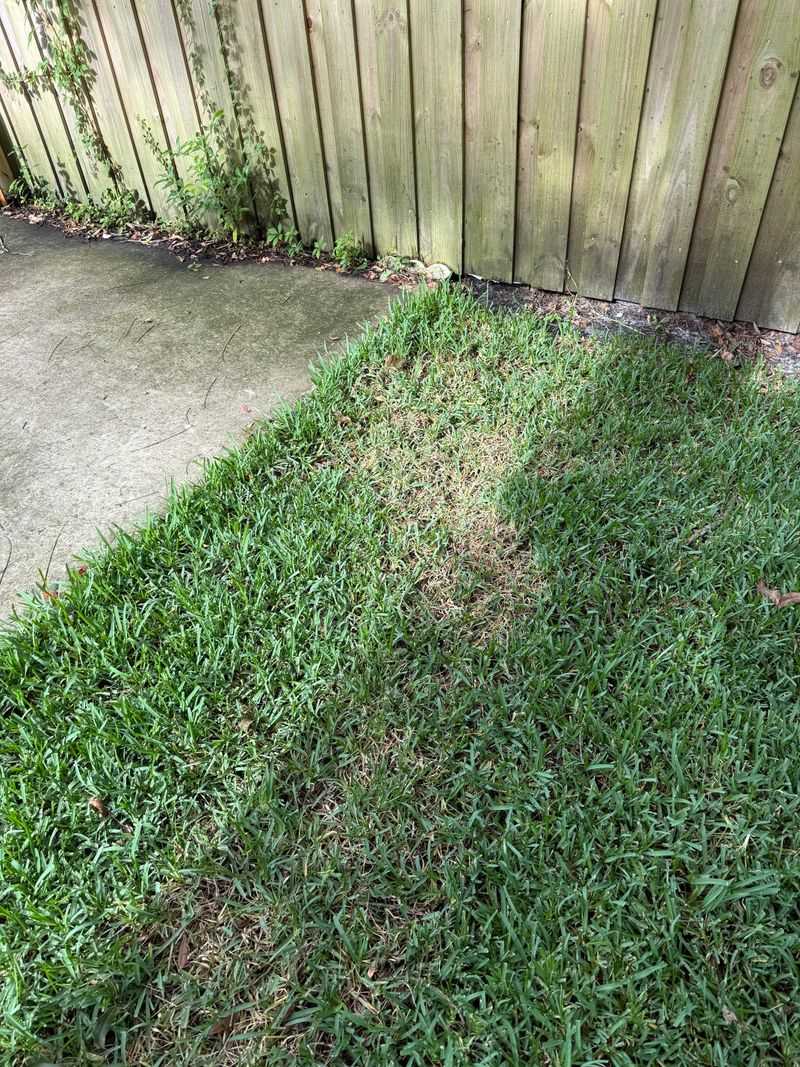 Overwatering And Poor Drainage Create Damp Microclimates