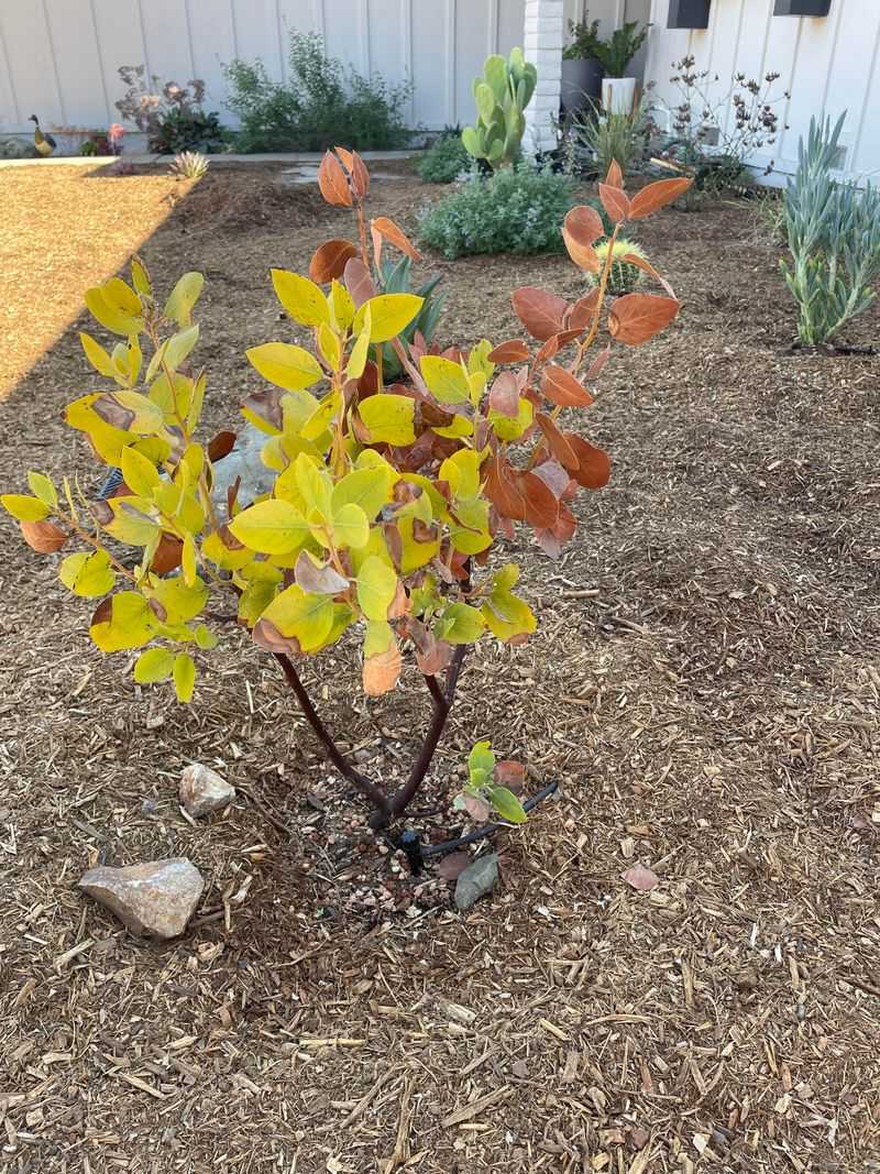 Overwatering California Native Plants In Summer Overwatering California Native Plants In Summer