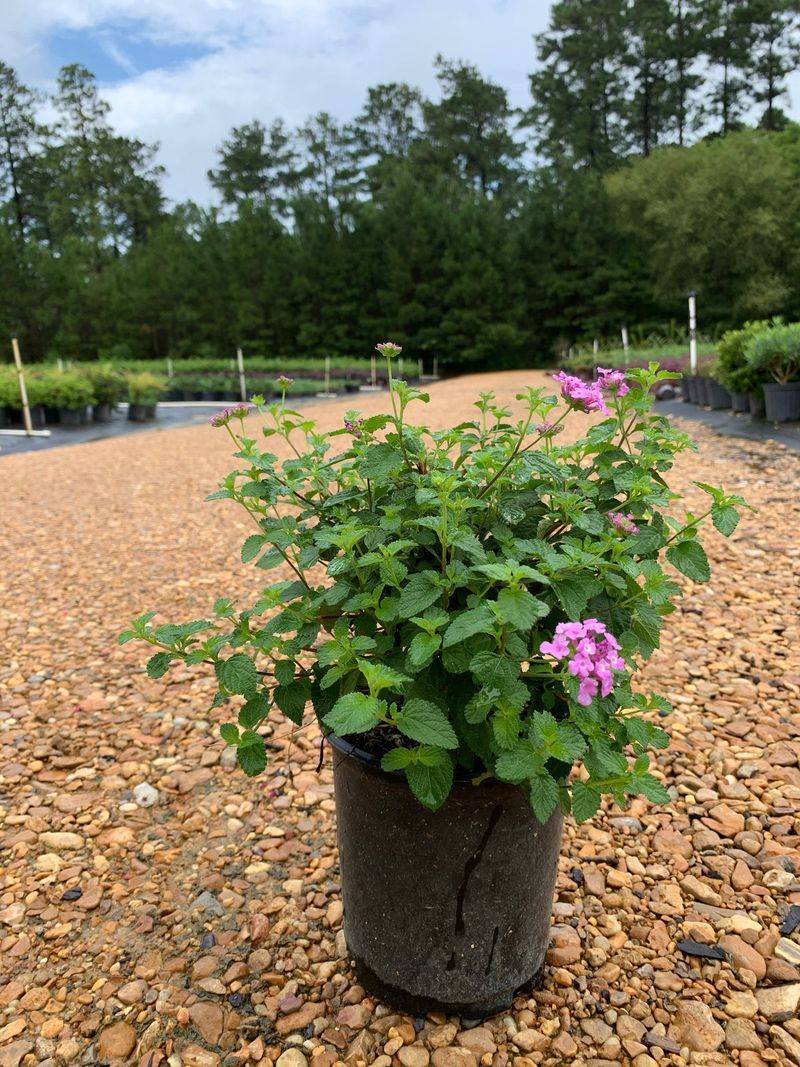 Overwatering Can Slow The Flower Show