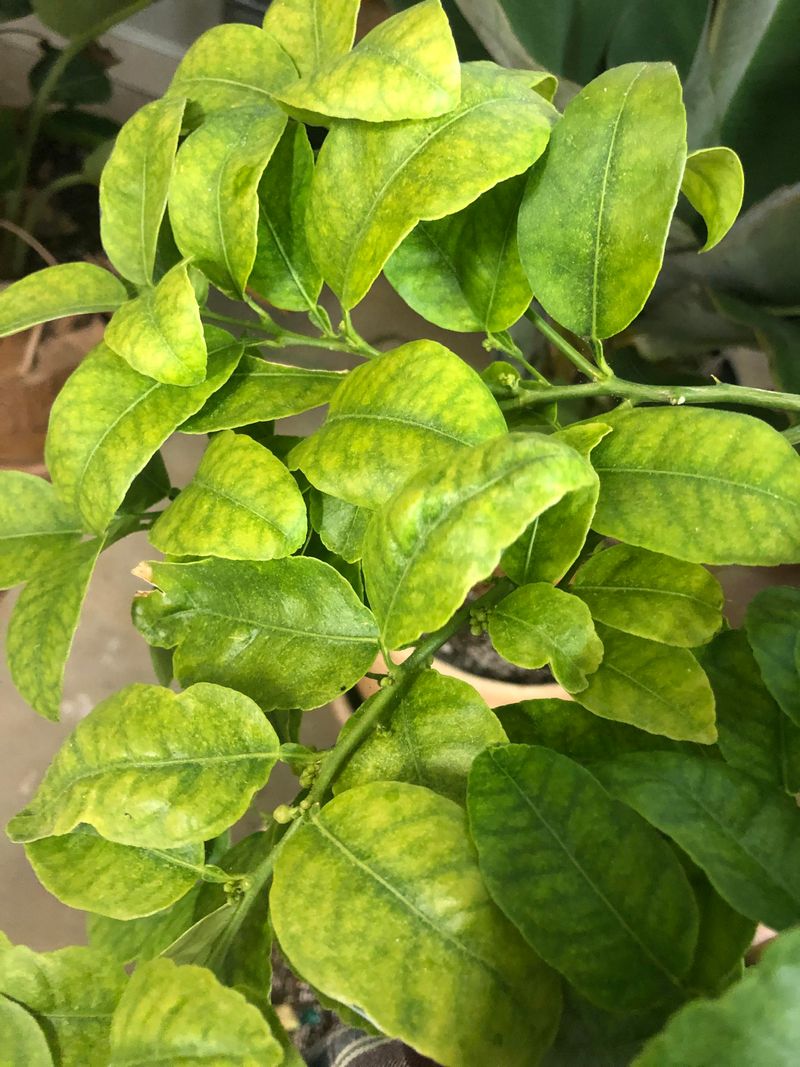 Overwatering Can Stress The Roots And Limit Fruit Overwatering Can Stress The Roots And Limit Fruit