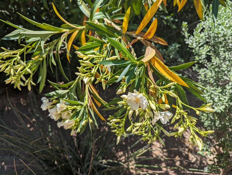 Overwatering Can Suffocate Roots