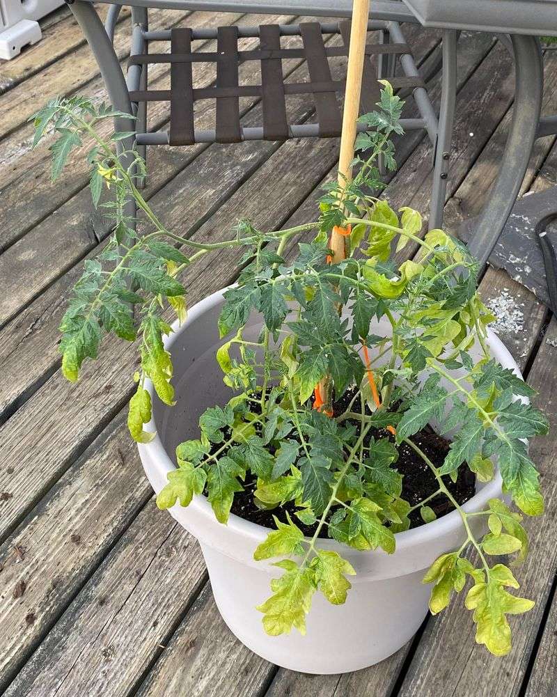 Overwatering Can Suffocate Tomato Roots Overwatering Can Suffocate Tomato Roots