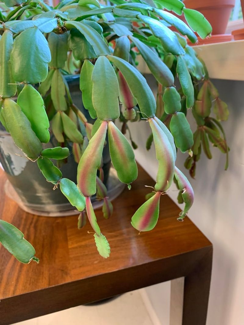 Overwatering Causes Root Rot Overwatering Causes Root Rot