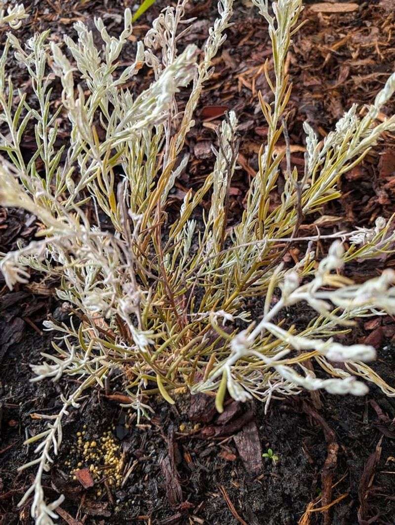 Overwatering Drought-Tolerant Plants