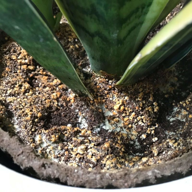 Overwatering Has Reduced Root Oxygen