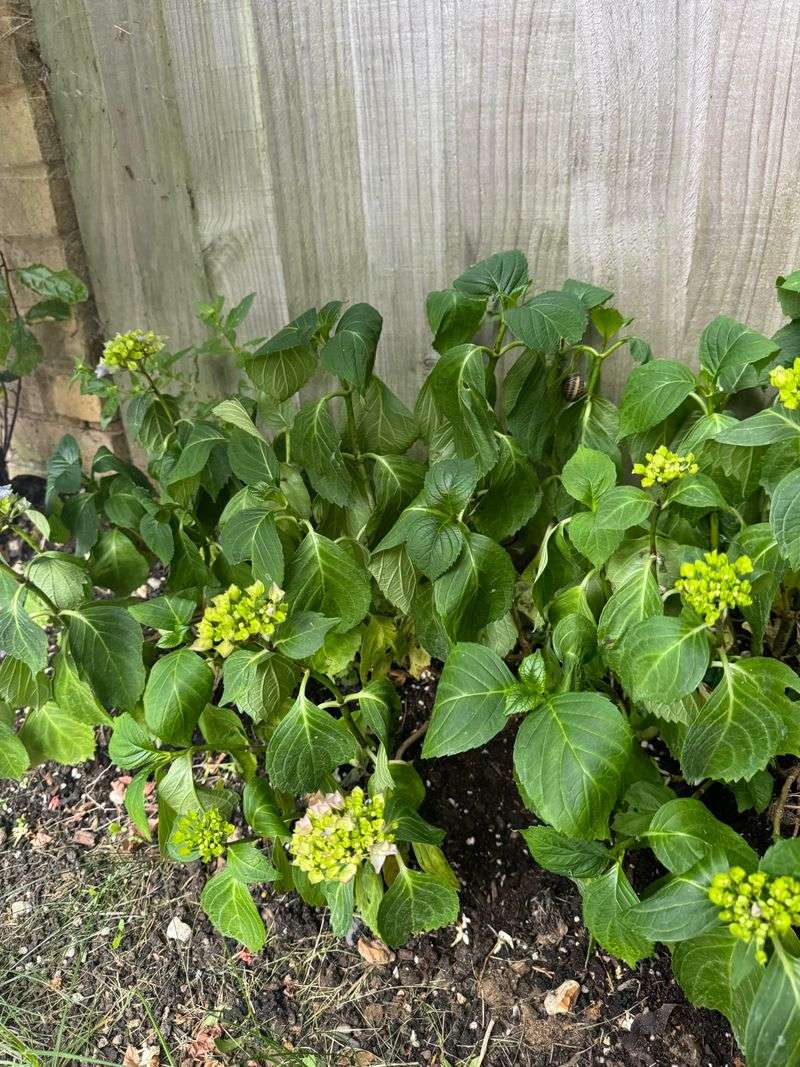 Overwatering Heavy Clay Soil Can Leave Roots Struggling