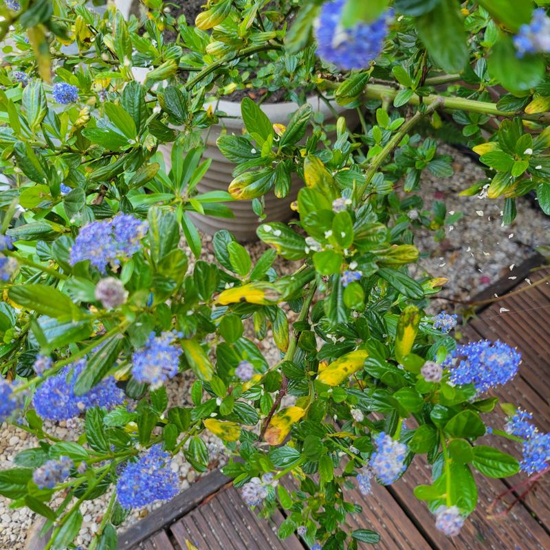 Overwatering Is A Bigger Problem Than Underfeeding