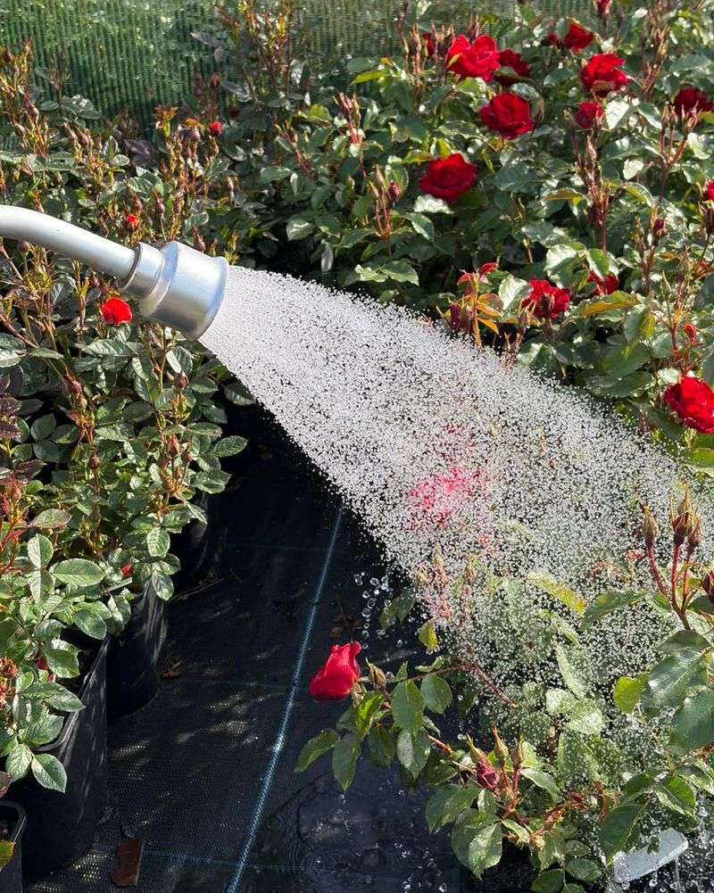 Overwatering Or Poor Drainage Overwatering Or Poor Drainage