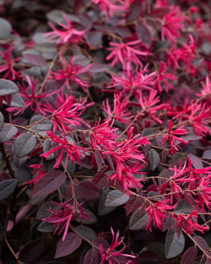 Overwatering Or Underwatering Overwatering Or Underwatering