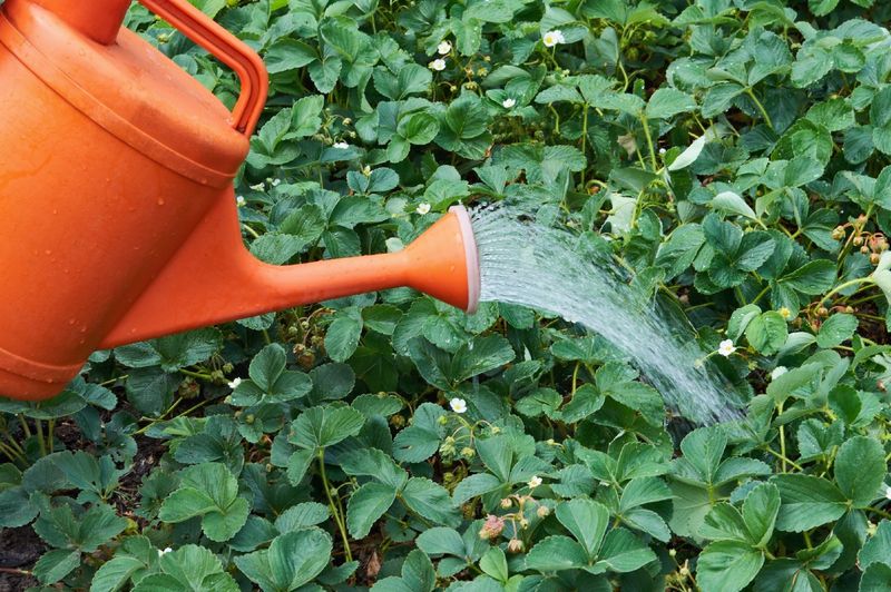 Overwatering Or Underwatering