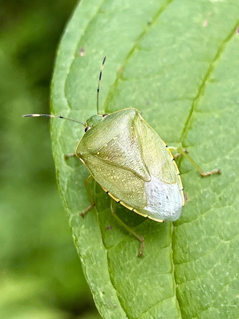 Overwintering Behavior Can Start As Early As Late Summer