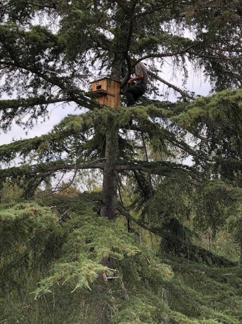 Owl Houses Encourage Nighttime Wildlife Watching