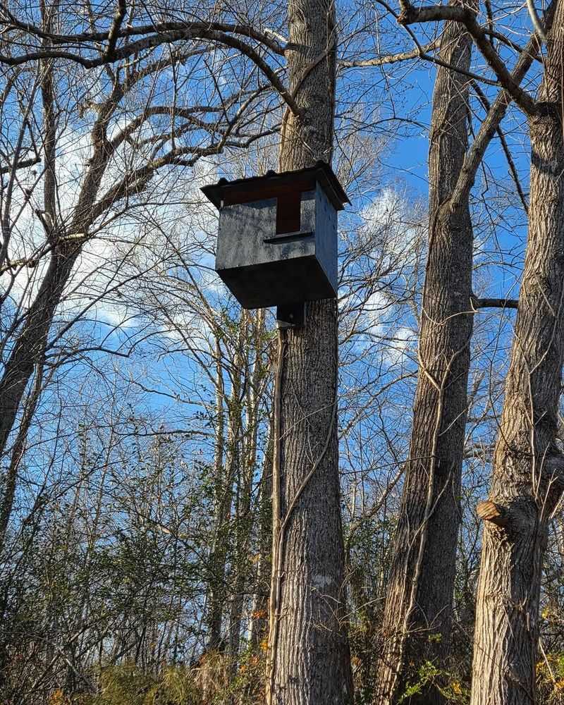 Owl Houses Give Cavity Nesting Birds More Options