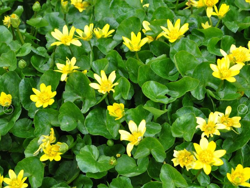Owners Must Act Before Seed-Bearing Stage
