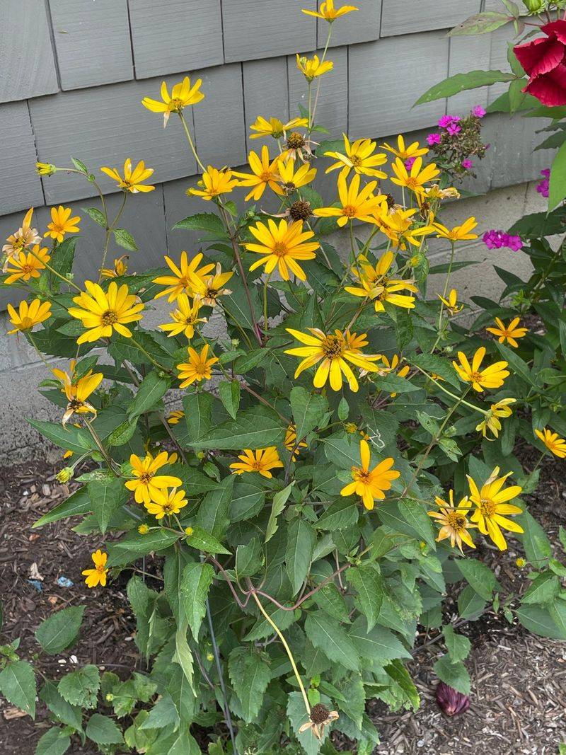 Oxeye Sunflower Brightens Dry Sunny Spots