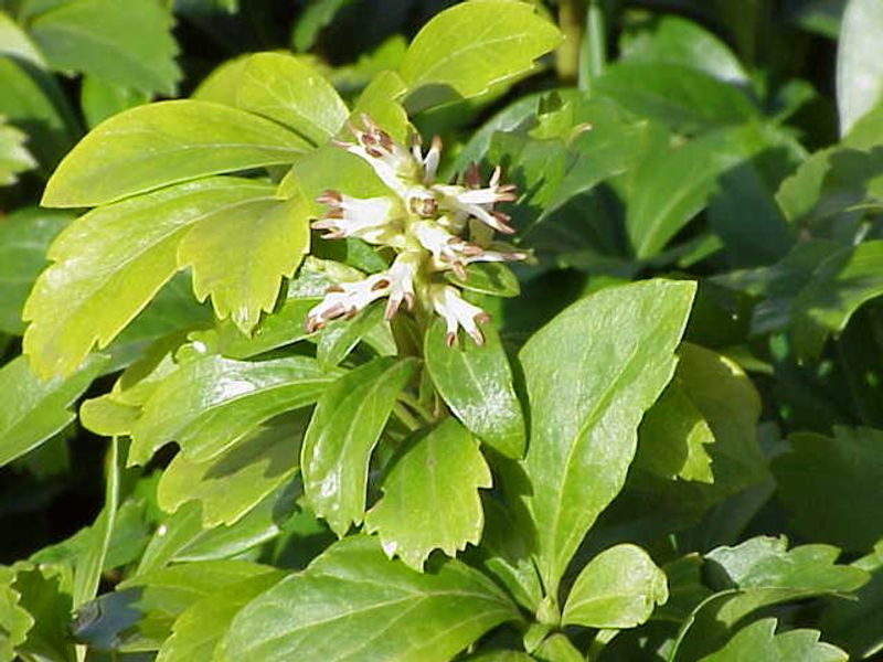 Pachysandra Works Well Beneath Trees And Shrubs Pachysandra Works Well Beneath Trees And Shrubs