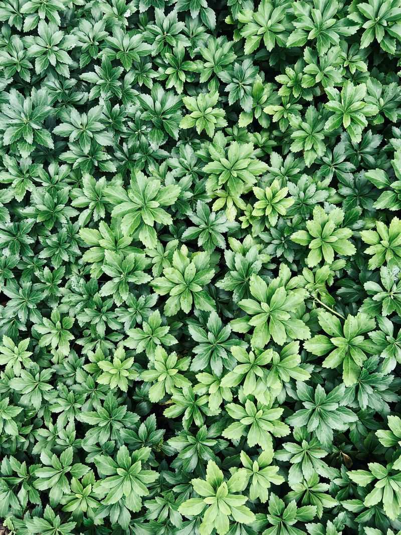 Pachysandra Pachysandra
