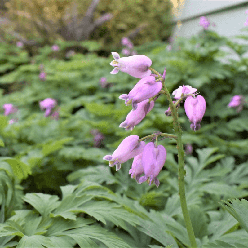 Pacific Bleeding Heart Spreads In Moist Beds