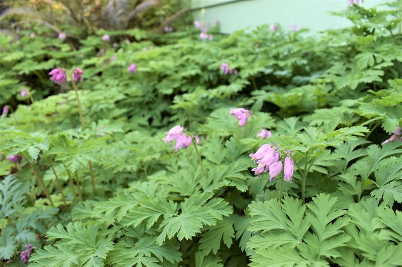 Pacific Bleeding Heart Spreads In Moist Shade
