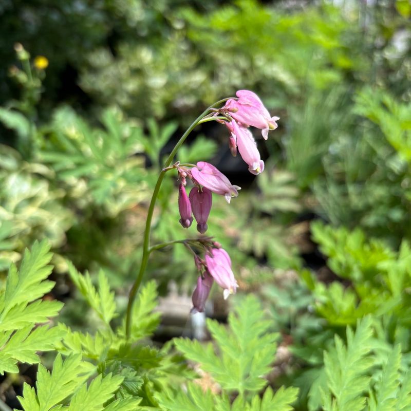 Pacific Bleeding Heart Spreads Softly Pacific Bleeding Heart Spreads Softly