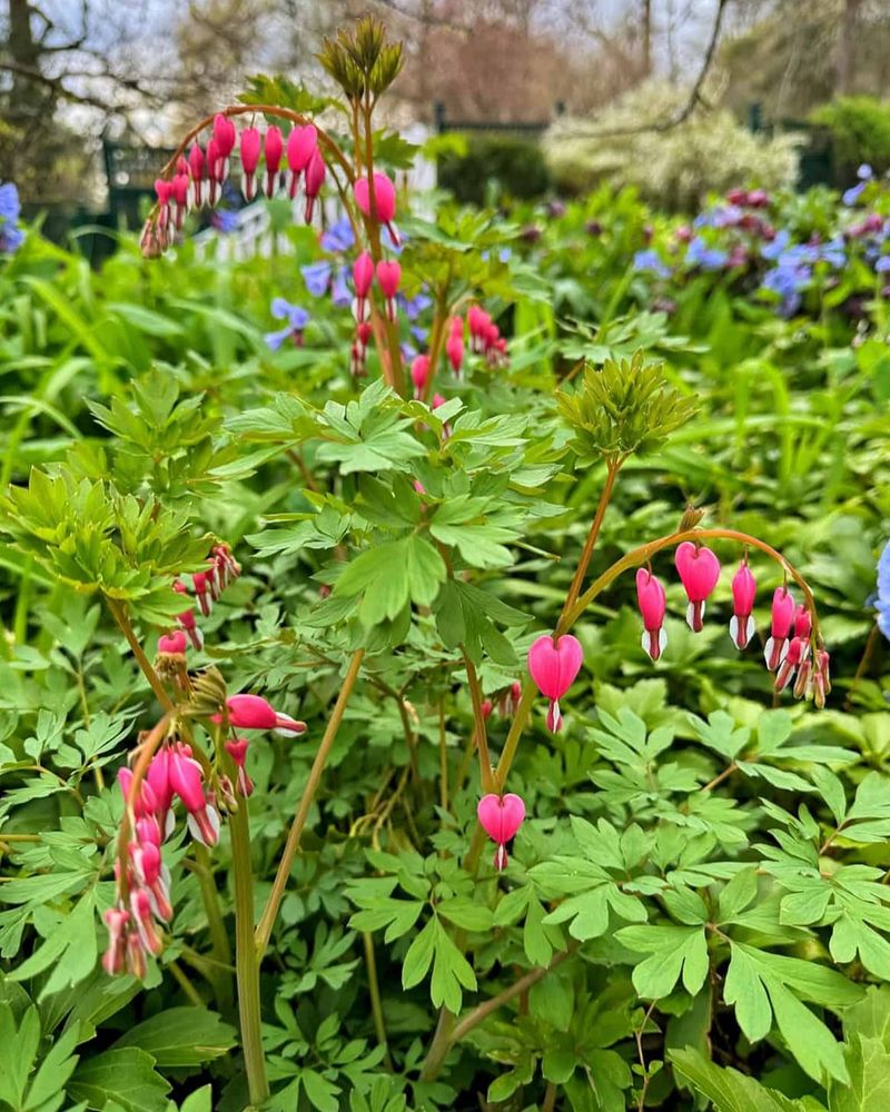Pacific Bleeding Heart Spreads Through Loose Shade Pacific Bleeding Heart Spreads Through Loose Shade