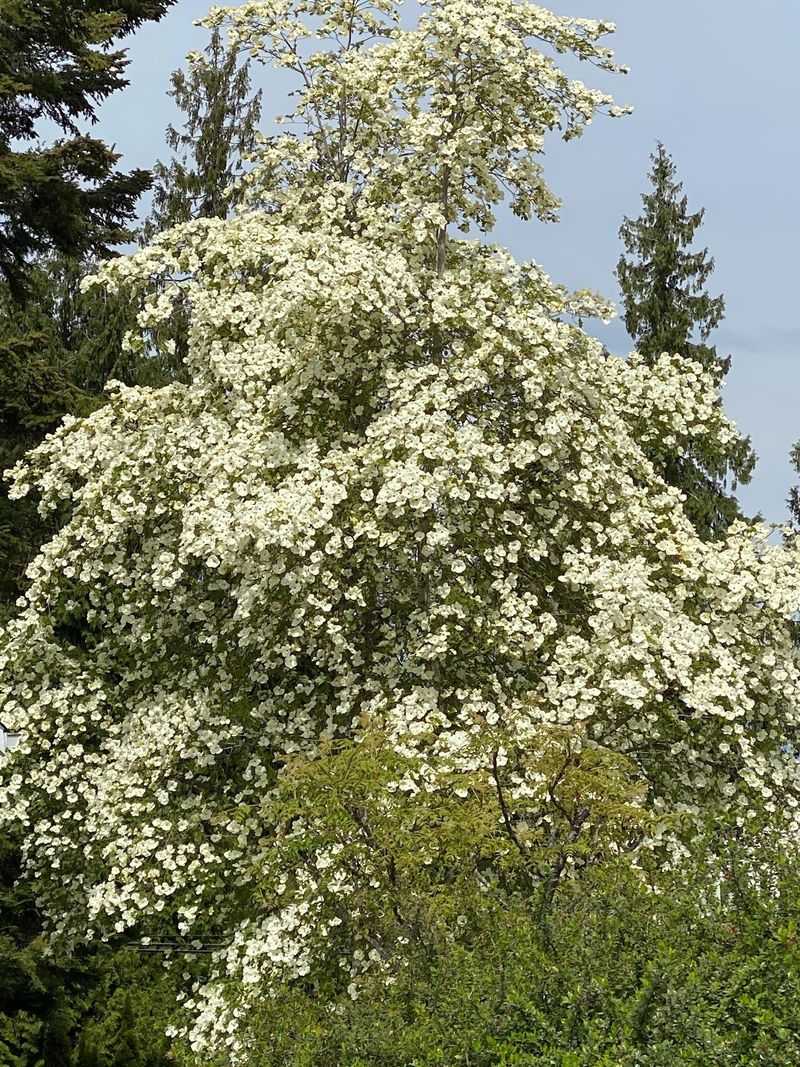 Pacific Dogwood Gives Fire-Wise Beauty Near Open Spaces