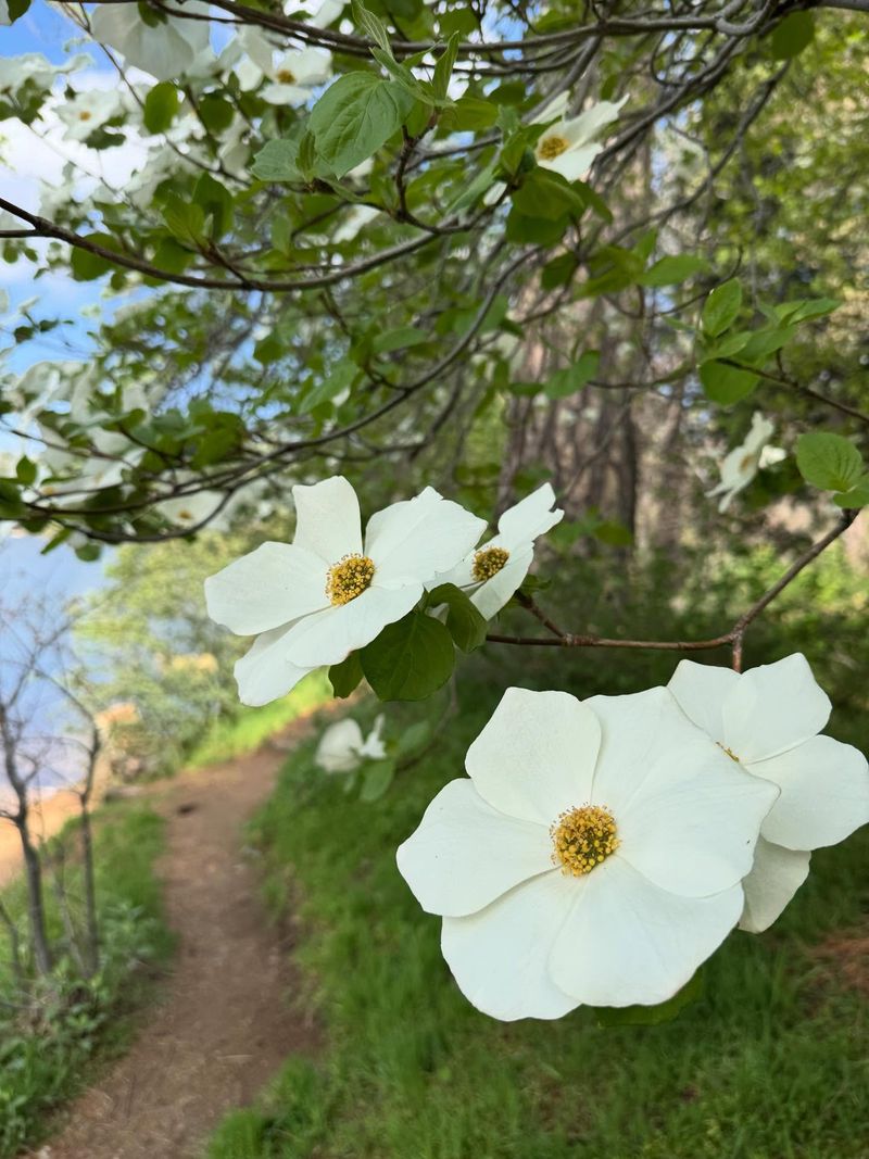 Pacific Dogwood