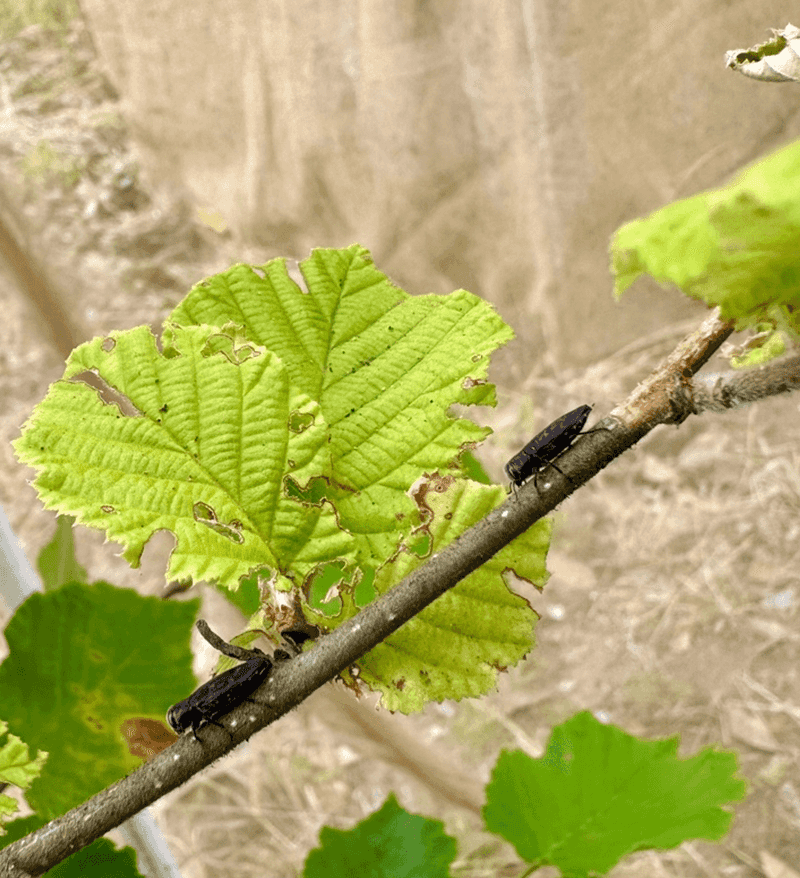 Pacific Flatheaded Borer Targets Stressed Fruit Trees