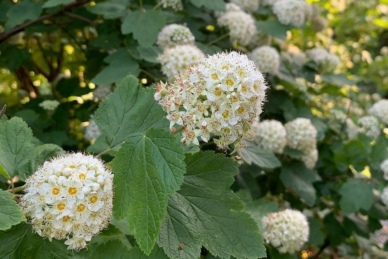 Pacific Ninebark