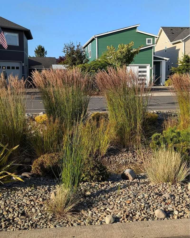 Pacific Reedgrass Fits Coastal Gardens Better