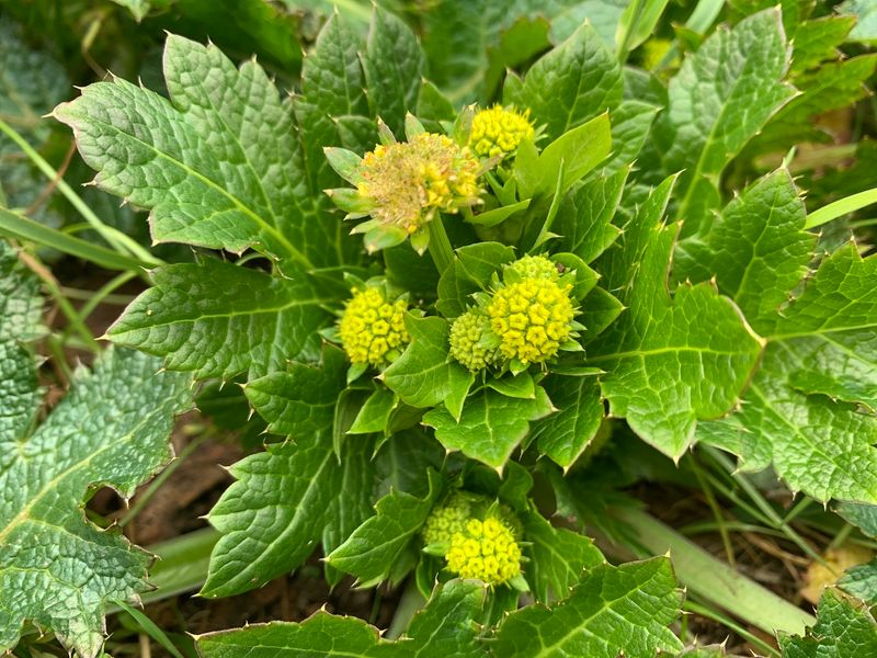 Pacific Sanicle Pacific Sanicle