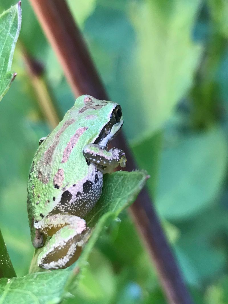 Pacific Treefrogs Are The Ones Gardeners Usually Hear