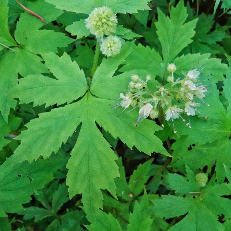 Pacific Waterleaf Spreads Through Damp Shade Pacific Waterleaf Spreads Through Damp Shade
