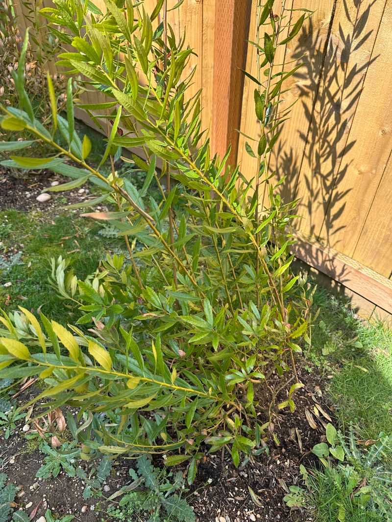 Pacific Wax Myrtle Handles Hot, Exposed Yards