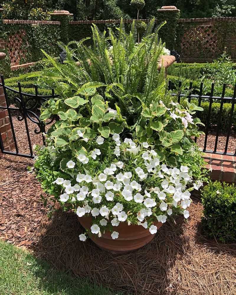 Packing Plants Too Tightly Creates A Crowded Midseason Mess