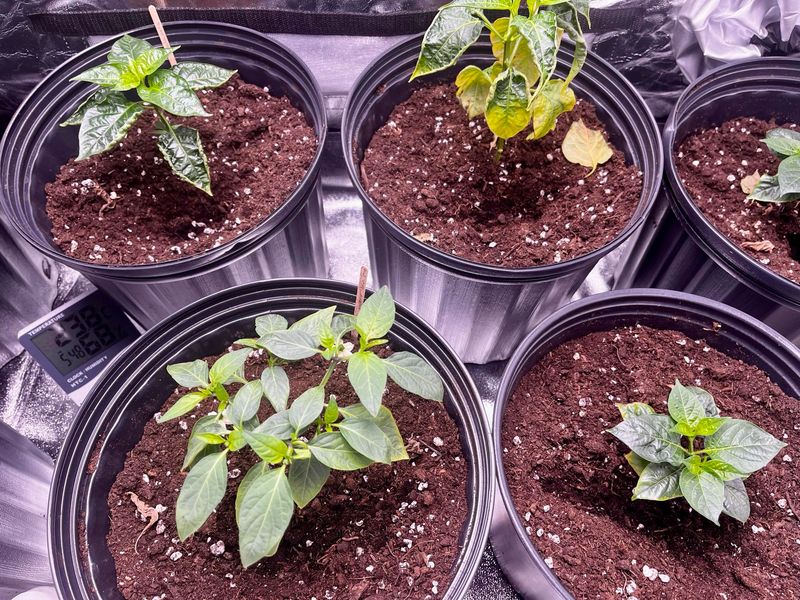 Packing Roots Into Oversized Pots