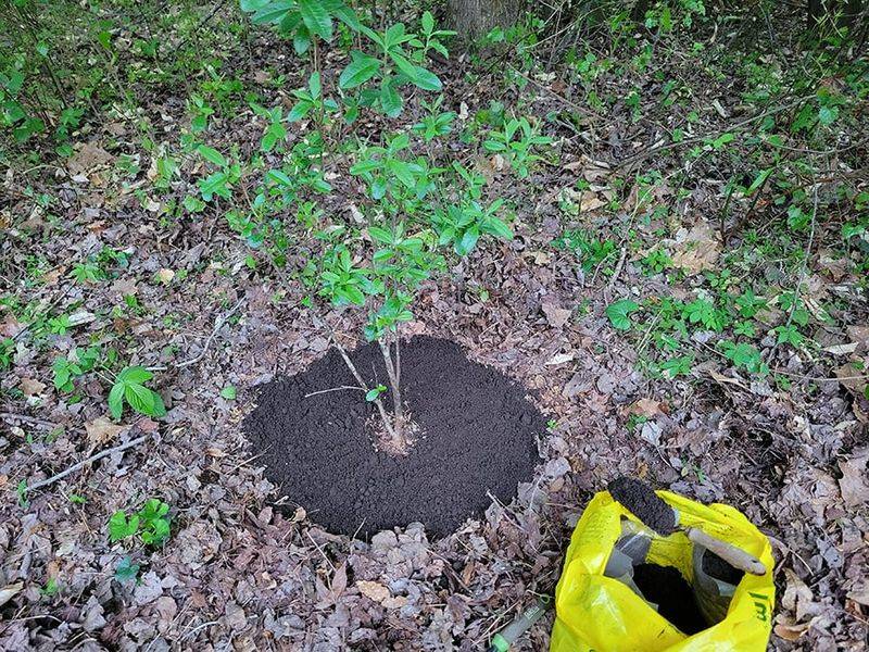 Packing Soil So Tight Roots Cannot Breathe