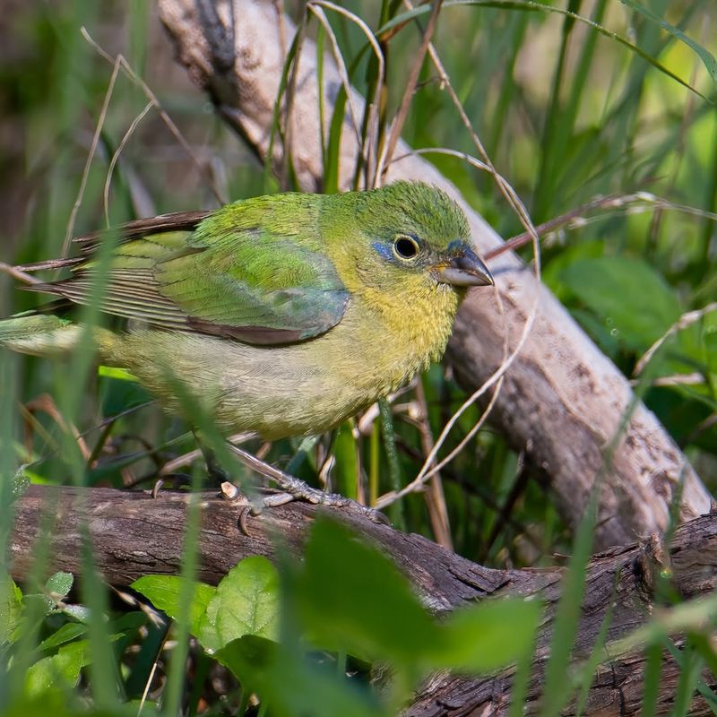 Painted Buntings Need Cover Before They Need Color
